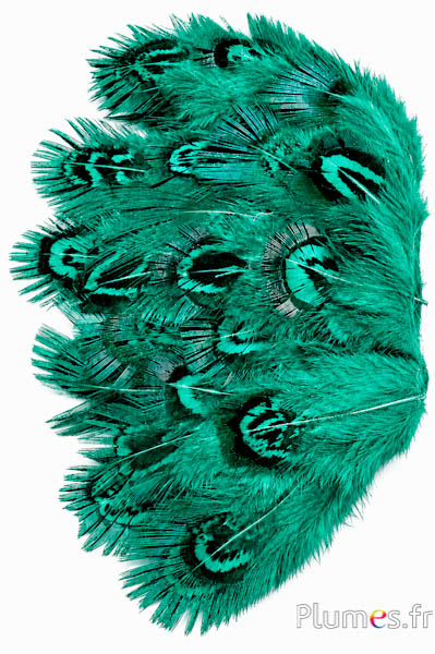 Goudfazant - 5-8 cm - munt-smaragd